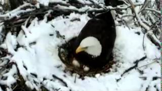 DNR eagle cam,good view of the 3 eggs no pip that I can see,2\/14\/13