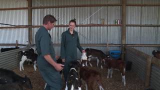 Keeping yourself safe and healthy during calving