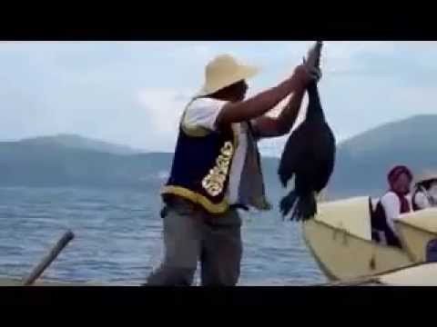 Not funny: Fishing with cormorants / Kormoranfischer / La pêche avec cormorans, Dali, China sea of thieves