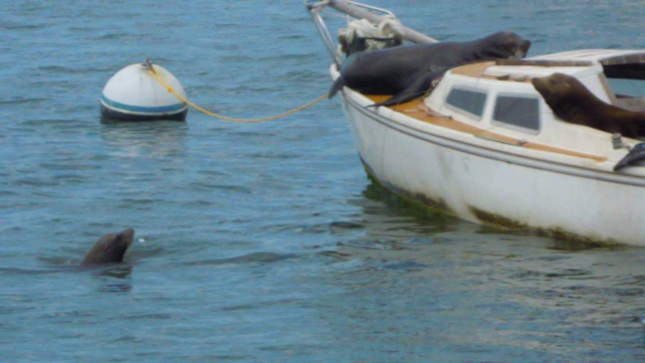 sea lion on sailboat