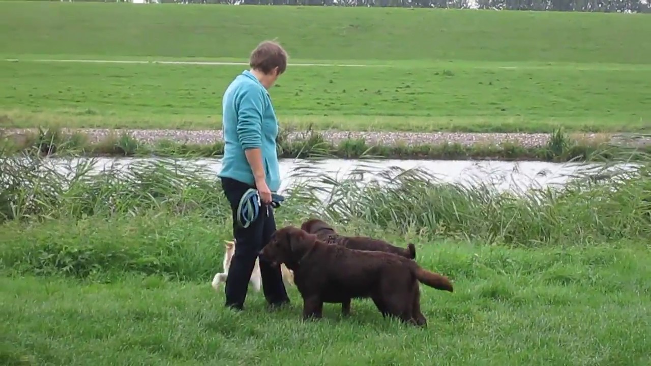 StarLight 6 mnd & 2 bruine Labrador vrienden - YouTube