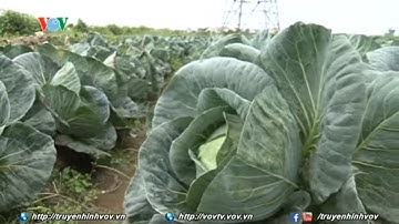 Được mùa mất giá - Bao giờ người nông dân hết loay hoay? | VOVTV