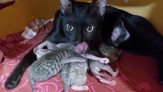 mother cat