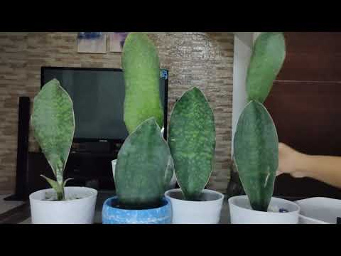 Video: Sansevieria: aina, maelezo, picha. 