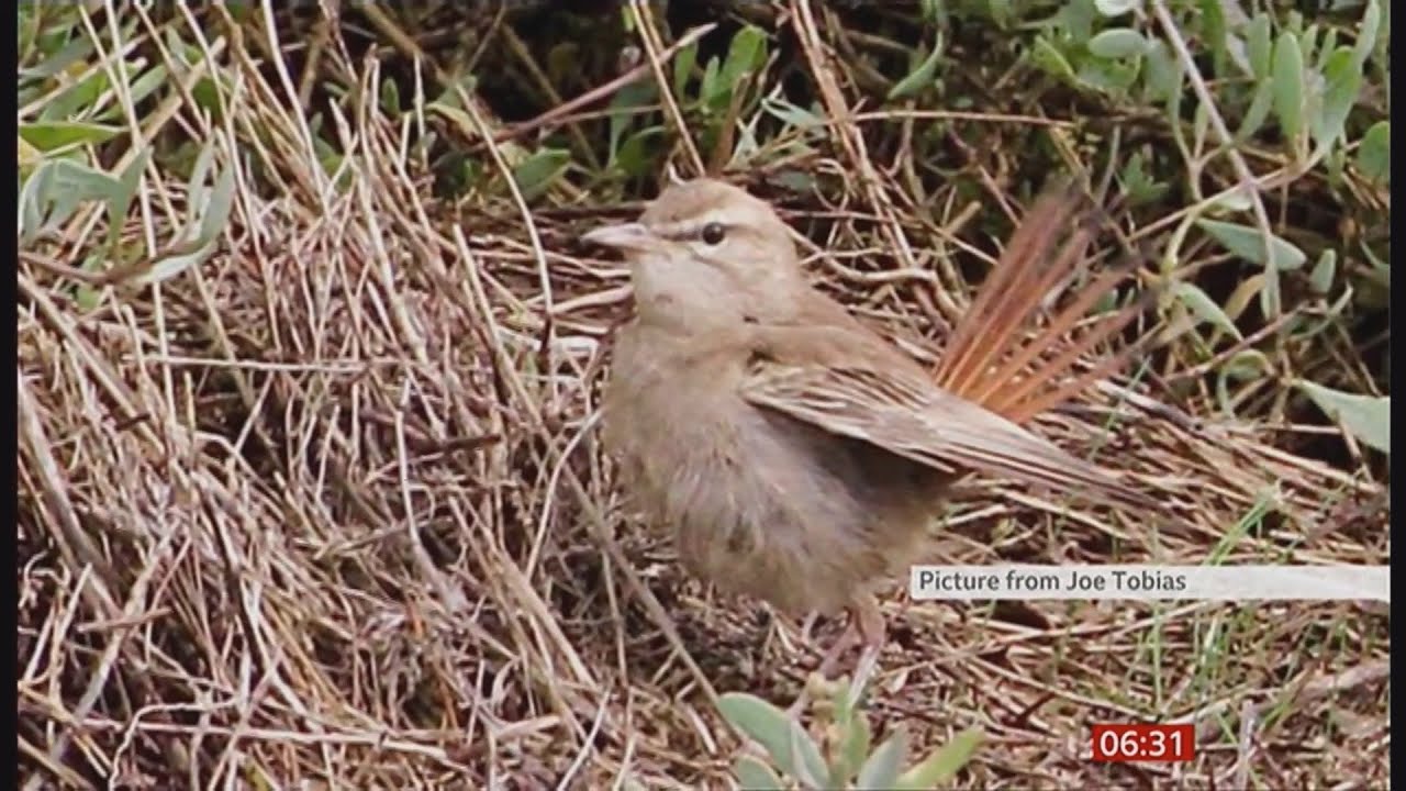 Rufous bush chat (bird) spotted in Norfolk after 40 years (UK) - BBC News - 18th October 2020