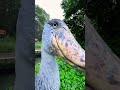 #Shoebil#youtubeshorts #bird? # very close to the shoebil bird