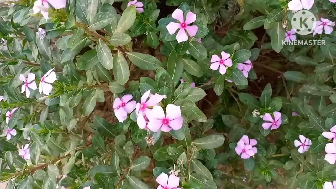 How to create my first video. In village the Nayantara plant blossom