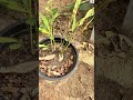 Spices Garden—- Sri Lanka
