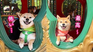 遊園地で最高に楽しむ姿が人間よりも絵になる柴犬が可愛い