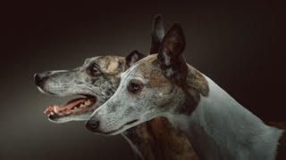 Unleashing the Scent Tracking Power of the Whippet