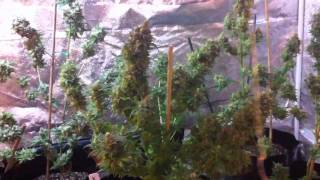 Veganic LED grow day 65