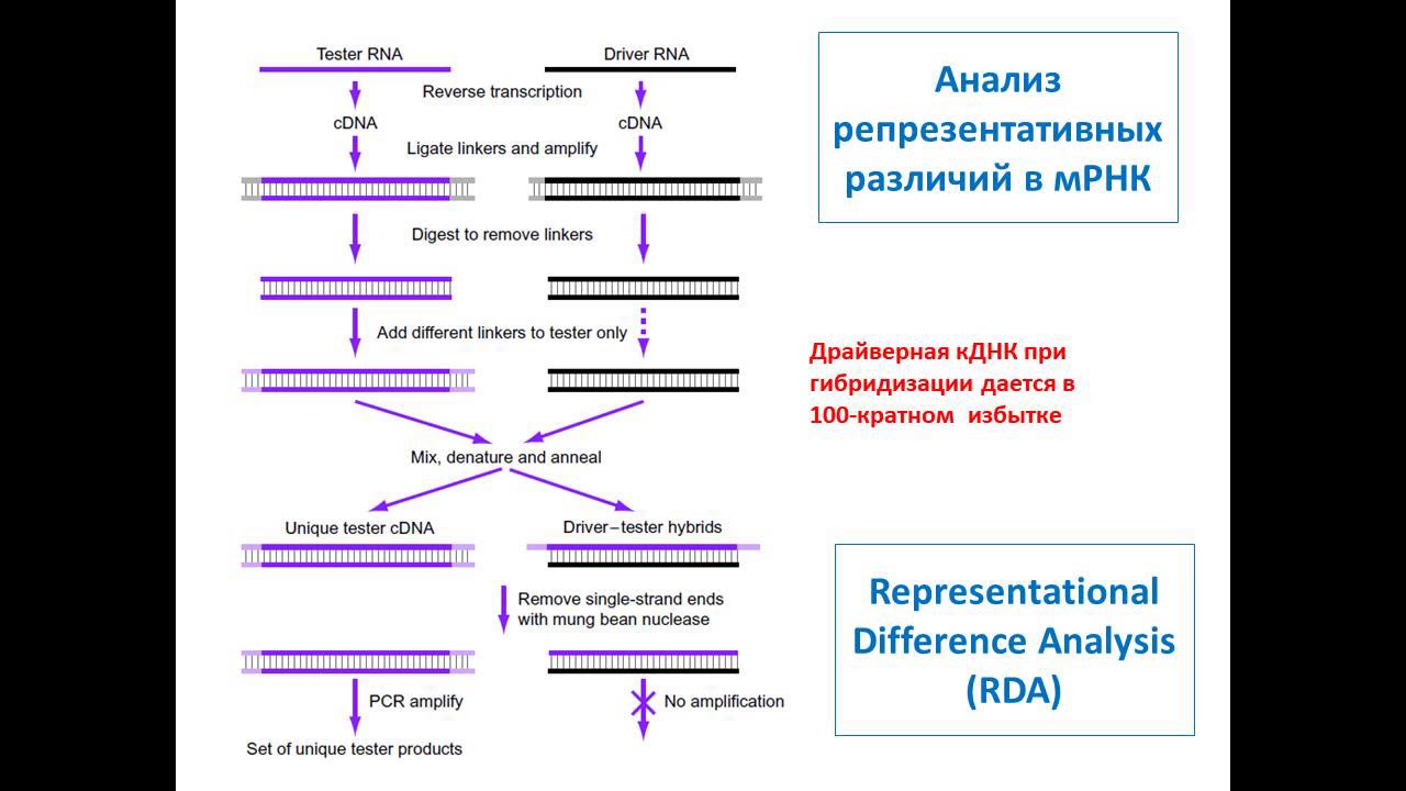 Анализ рнк что это. ПЦР С обратной транскрипцией. РНК И ПЦР отличие. Полный Геномный анализ. РНК технология ПЦР.