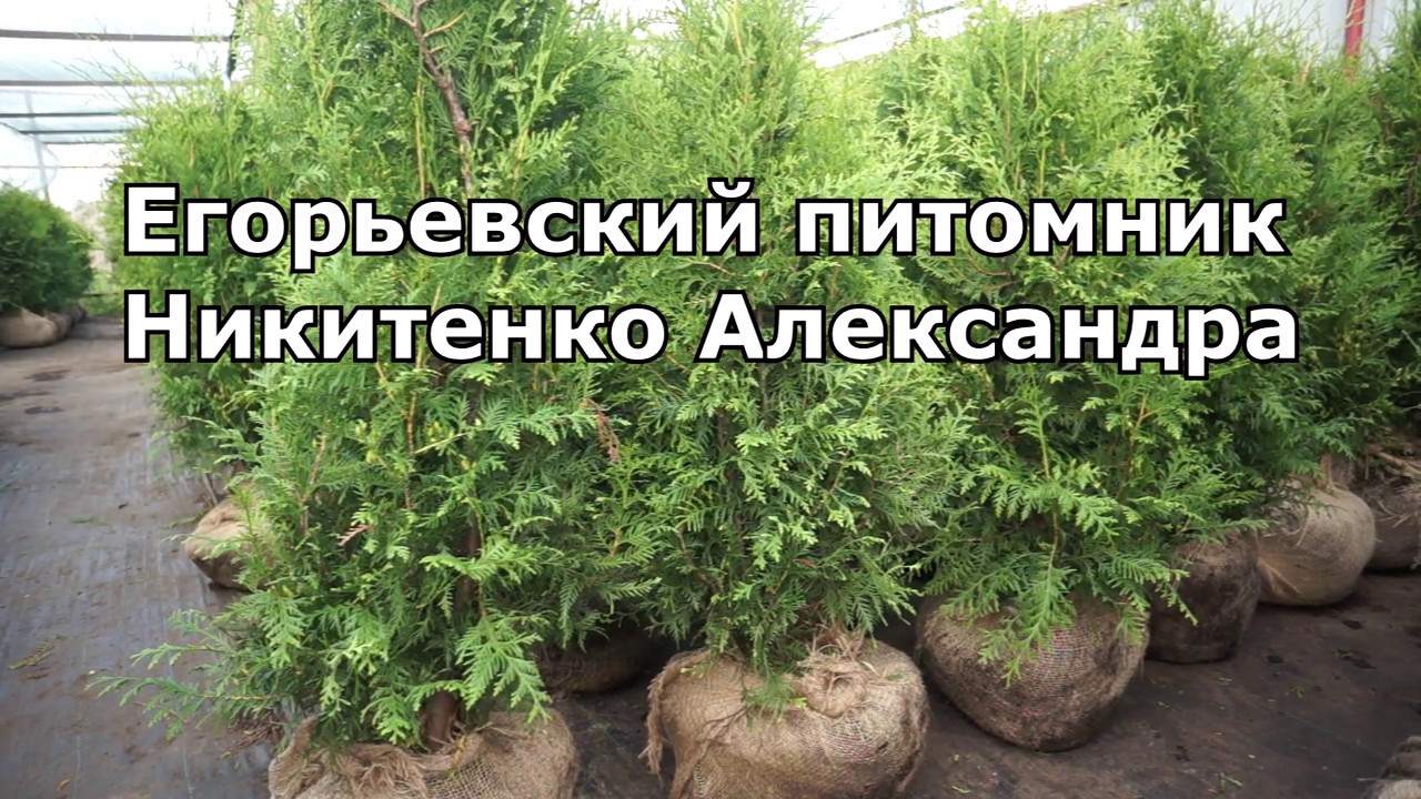 Сайт питомник никитенко. Питомник растений в Егорьевске Никитенко. Питомник растений Ефремовская Егорьевский.