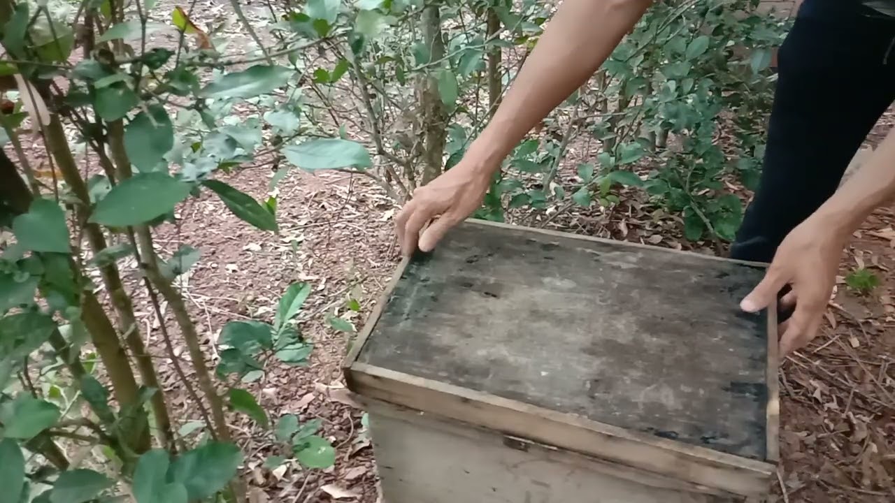 Kt đàn ong sau khi xây cầu 2 ngày