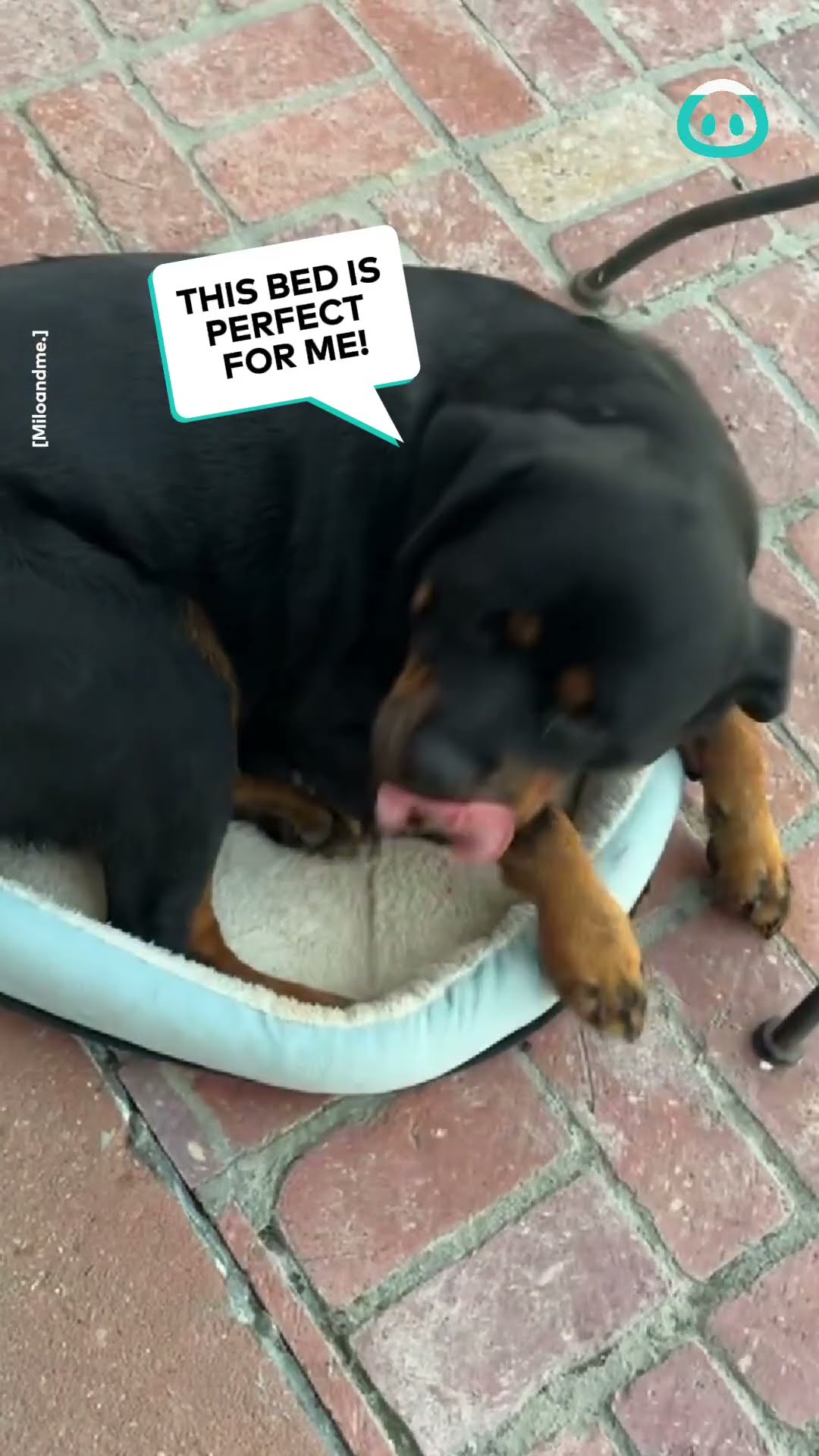 Rottweiler Thinks She's Tiny || ViralHog