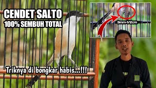 CENDET Salto sembuh TOTAL 100% dengan teknik ini||Buktikan saja