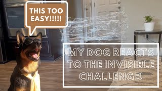 My dog's reaction to the Invisible Challenge