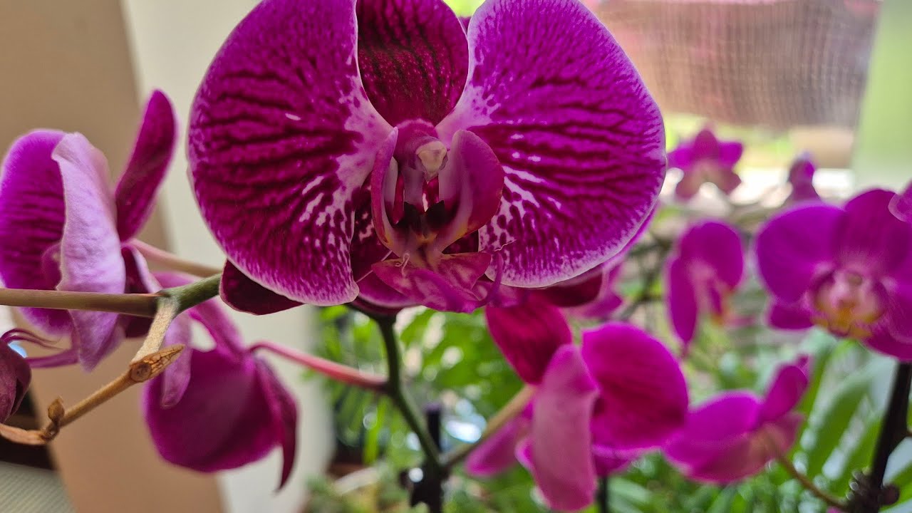 Just Jover toys&travel is live! It's Wednesday feel free to join and drop your link