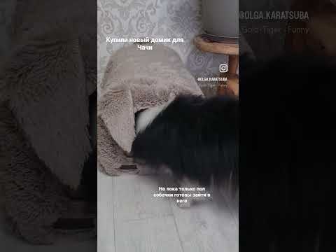 Подробнее на канале #дрессировкащенка #трюки #дрессировка #dog #dogfitness #shelty #fitness