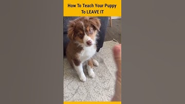 How To Teach Your Puppy🐕To Leave It | Dog Training Tips | Dogs Video | #shorts