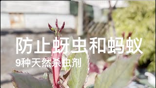 怎么防治蚜虫和蚂蚁   9种天然杀虫剂