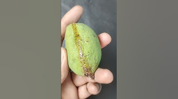 Grow mango 🥭plant unique way with alove vera #shots #short