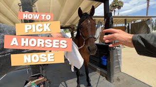 How to clean a horse’s nose!