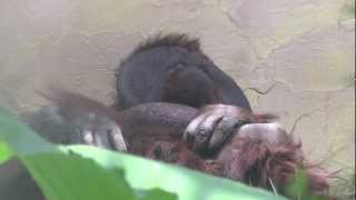 仰向けでくつろぐオランウータン 弟路郎~Orangutan