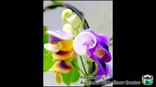 NYANYIAN RINDU~~~YELSE