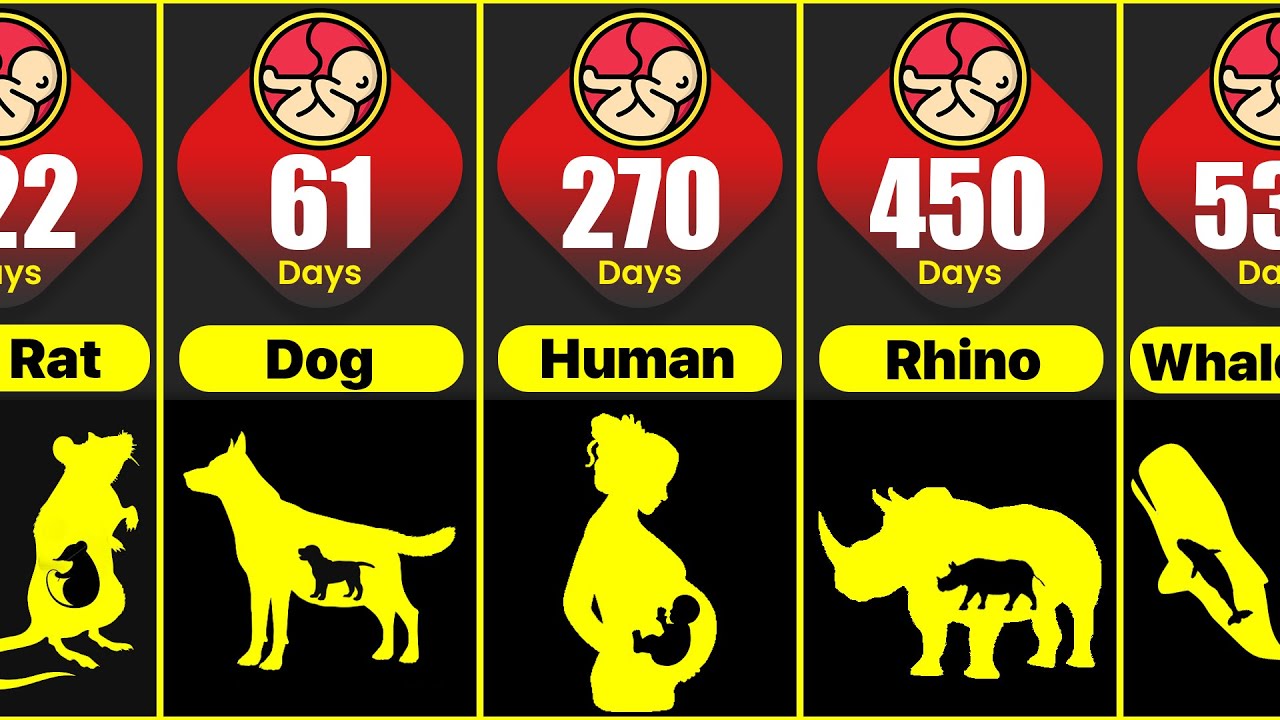 Animals Pregnancy Period Comparison | Shortest To Longest Animals Gestation Period