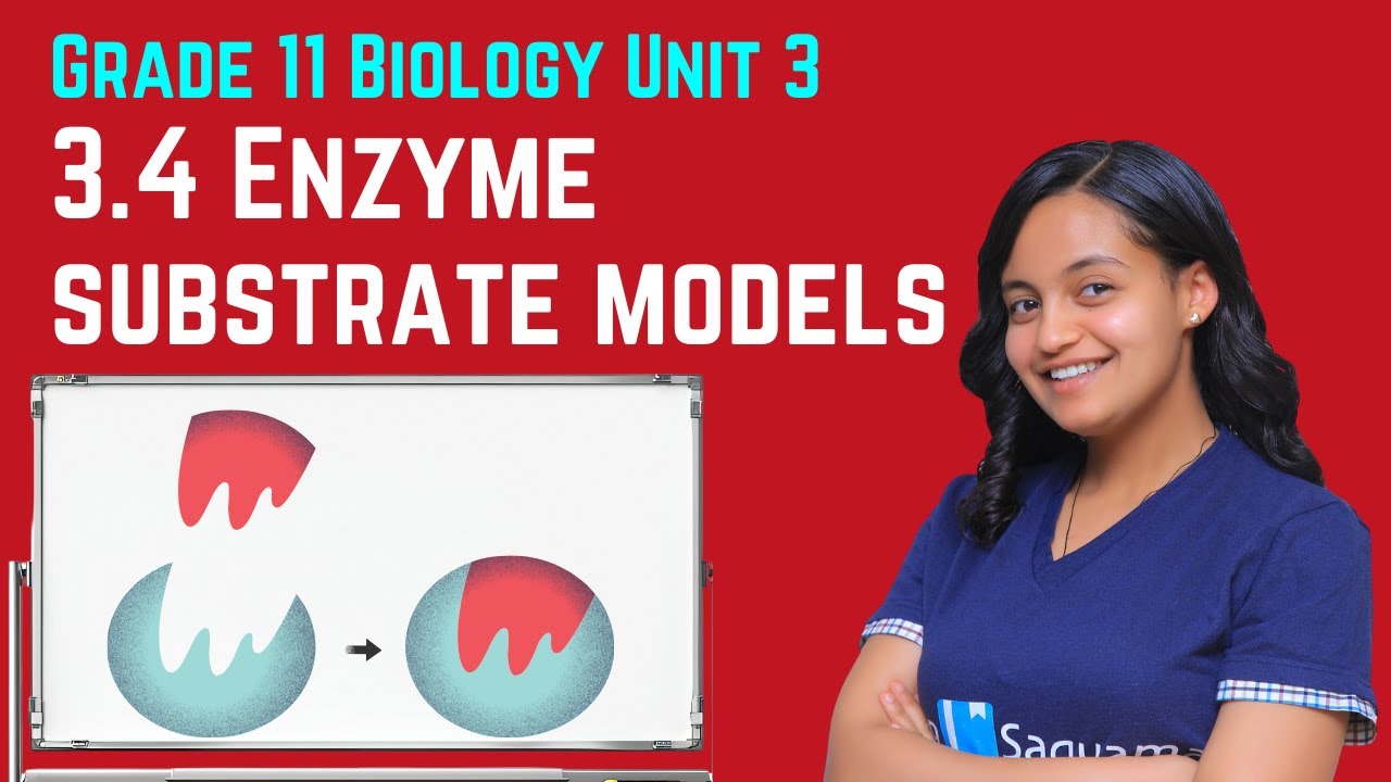 Grade 11 Biology Unit 3: 3.4 Enzyme substrate models | Saquama