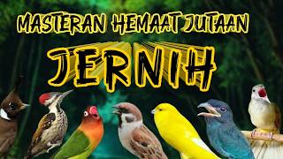 Masteran Murai Batu  Tembakan Jernih Mudah Ditiru Cepat Masuk Isian Murai Batu Terbaik