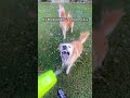 Golden Retrievers Loves Playing With Bubbles