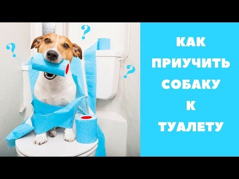 Видео: Какие лекарства для человека я могу дать своему коту?