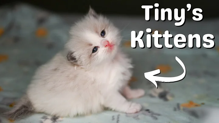 Video 11038111: kittens mother cat, tiny kitten cat, kitten show, meow cute, cat old