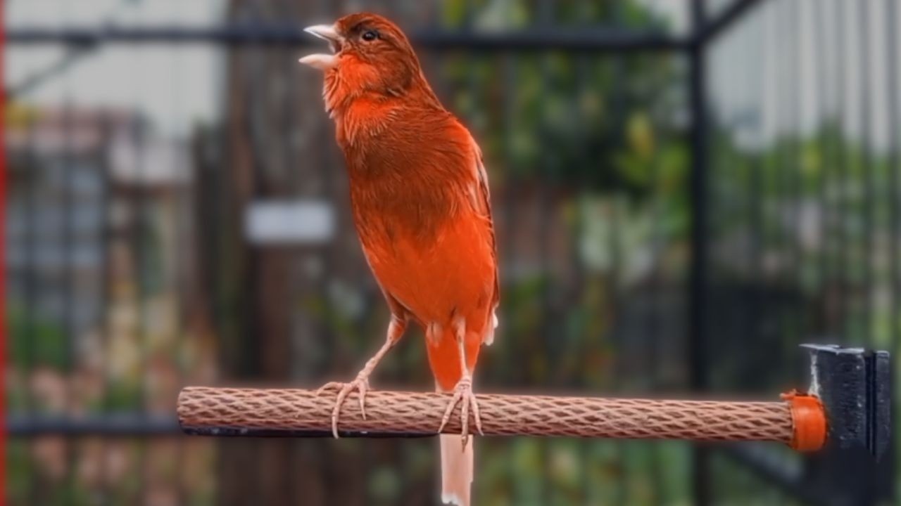 Canção de Canário Belga para Treinar Canários Jovens e Silenciosos a Cantar Diretamente |911