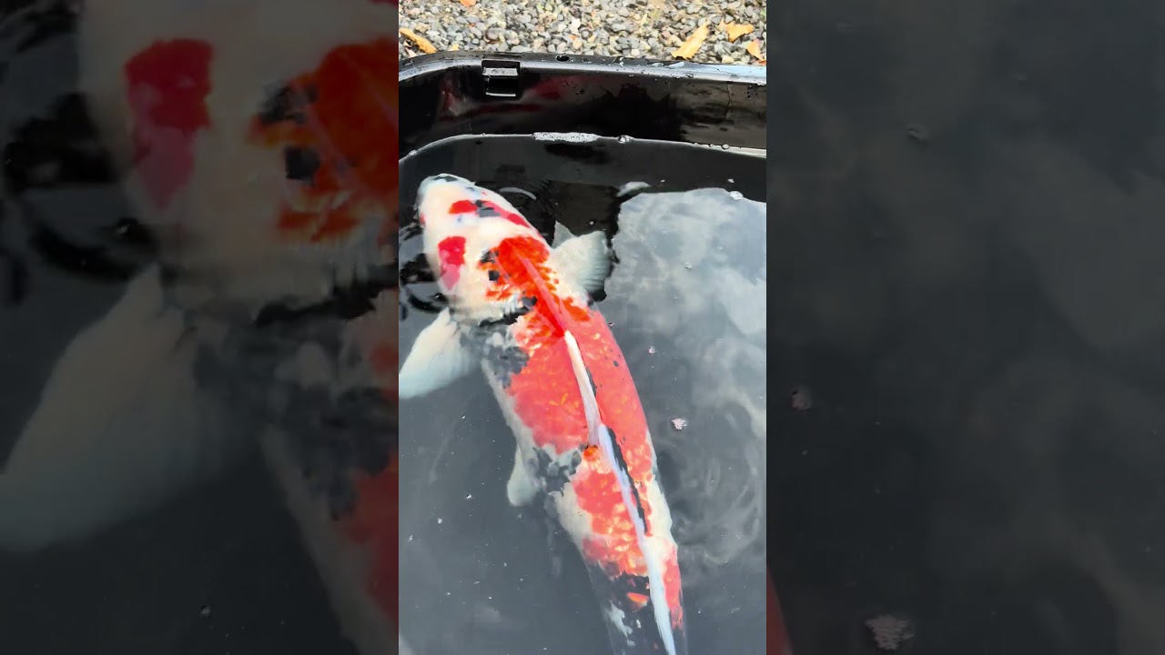 引取希望】銀鱗昭和三色 72cm以上 4才メス 廣井養鯉場産 - YouTube