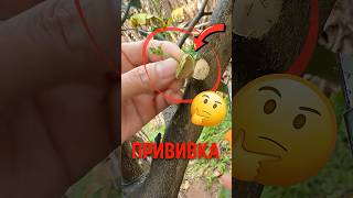 🍑 Несколько фруктов на одном дереве! #прививкарастений #садоводство #плодовыедеревья