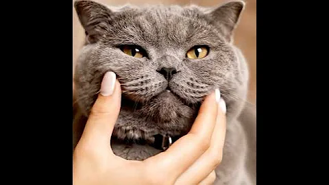 Video 10722091: pure british shorthair
