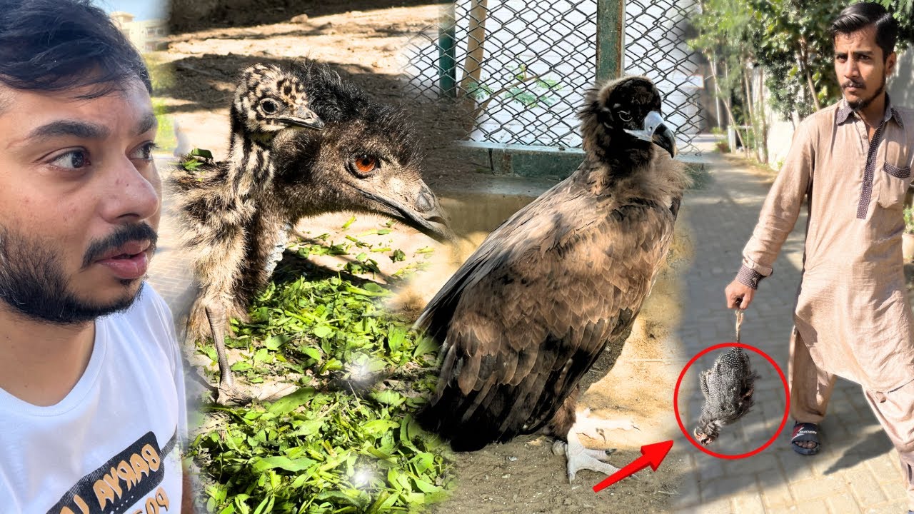 GIDH ko China Murgi khila di or Emu baby ne Khana start kr dya 