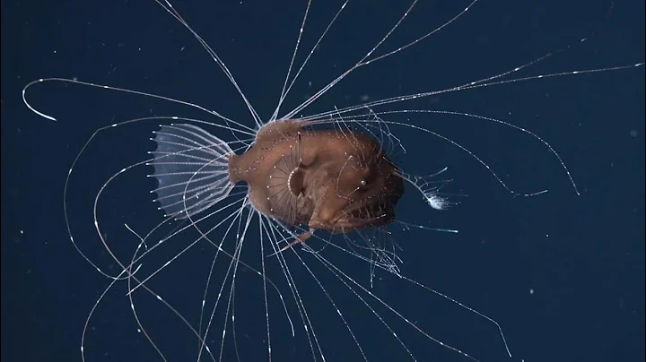 New Top 10 Strangest Things Found at the Bottom of the Ocean.