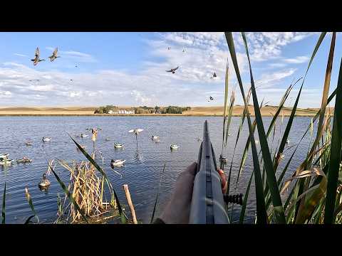Hard Headed Gadwall Limits In Cattail Marsh (7 Species)