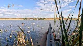 Hard Headed Gadwall Limits In Cattail Marsh (7 Species)