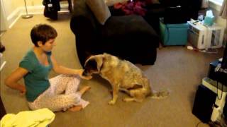 Clicker Training: Paw and Foot