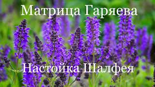 Матрица Гаряева 💠Настойка Шалфея🍀Garyaev Matrix 💠Sage Tincture