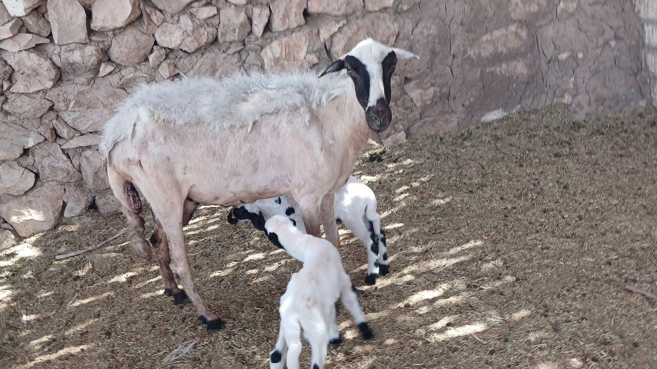 نعجة برديسي من انضف السلالات وسعر ولا في الخيال (8/10)ت (01157790601)#عروض_بيع_الاغنام