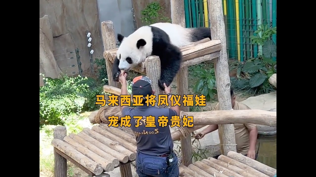 马来西亚的熊猫简直被奶爸们宠上天了！享受着众星捧月般的生活！#panda #熊猫 #大熊猫