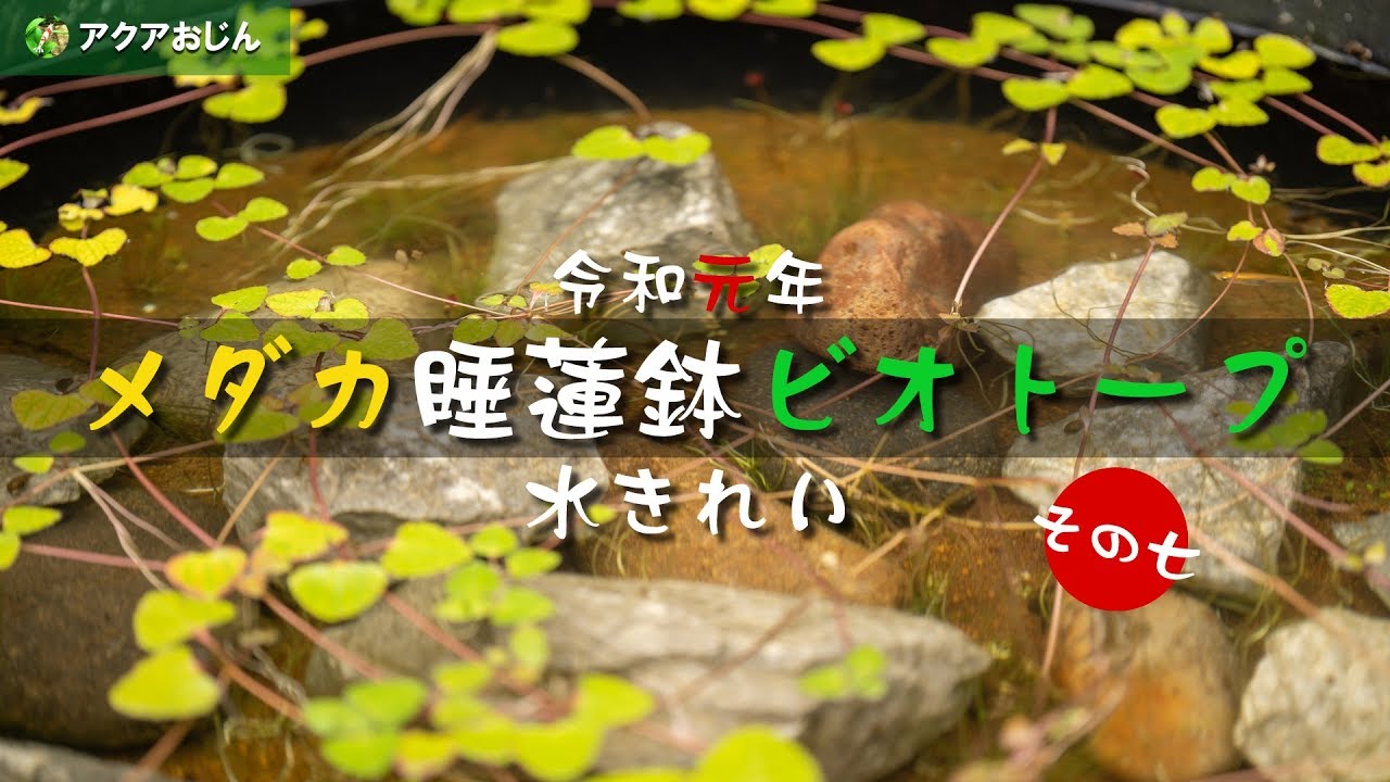 メダカ睡蓮鉢ビオトープ令和元年07水きれい Youtube