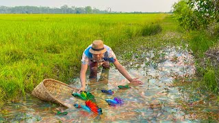 Catching Betta Fish And Wild Betta Fish At The Countryside, Unbelievable Catching (Episode 70)