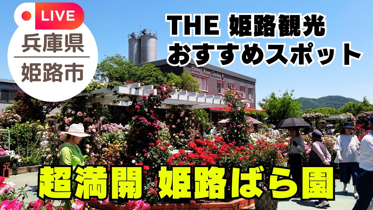 🌹 Himeji Rose Garden | A breathtaking spring scene with roses in